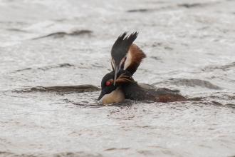 A great crested grebe grabbing a black-necked grebe by the neck at Lunt Meadows nature reserve