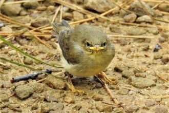 Willow warbler chick by Dave Steel