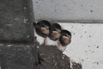 Swallow fledglings by Dave Steel