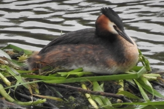 Great Crested grebe by Dave Steel
