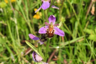 A rare bee orchid by Dave Steel