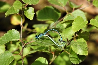 Azure damselfly mating by Dave Steel