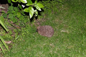 Hedgehog by Dave Steel