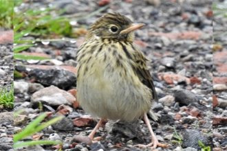 Meadow pipit by Dave Steel