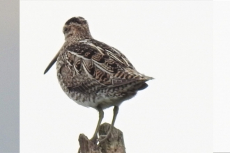 Snipe by Dave Steel