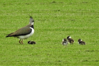 Lapwing and chicks by Dave Steel