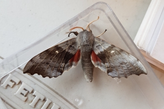 A poplar hawkmoth at Mere Sands Wood nature reserve