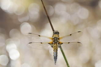 A four-spotted chaser dragonfly resting on a blade of grass