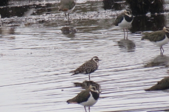 An American golden plover on the Pump Pool at Lunt Meadows