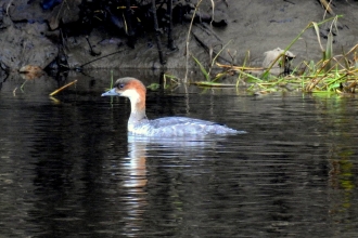 A female smew on Meadow Lake at Lancashire Wildlife Trust's Brockholes Nature Reserve