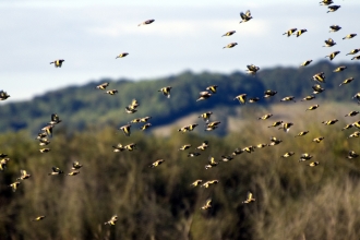 A goldfinch flock flying high in front of trees