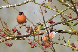 Bullfinches by Dave Steel