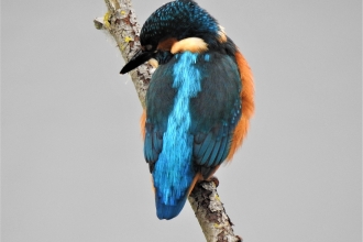 Kingfisher by Dave Steel