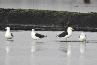 Black-backed gulls on Christmas Day by David Steel