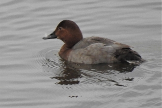 Wigeon by Dave Steel
