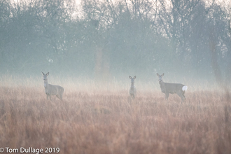 A group of roe deer standing in the mist at Heysham Moss nature reserve