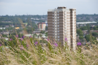 Wildflowers growing on a hill behind a block of flats in a city