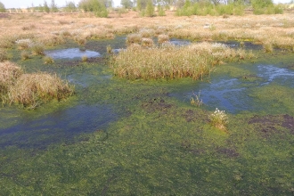 Little Woolden Moss showing sphagnum moss pools and tussocks of cotton-grass