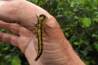 Black-tailed skimmer by Dave Steel