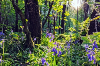 Bluebell Woodland - Dean Wood