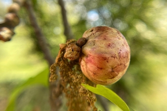 oak apple gall