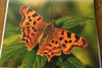 Britain's Butterflies