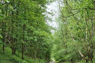 Trees in summer by Alex Clough