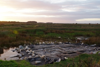 A Mesolithic archaeological dig site at Lunt Meadows nature reserve