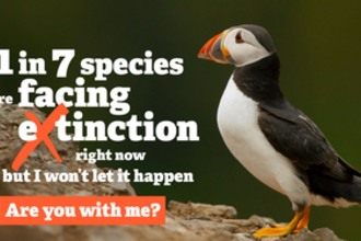 Puffin extinction