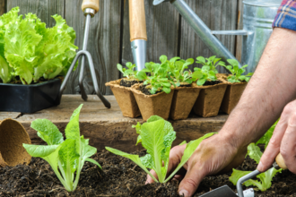 Planting on an allotment 