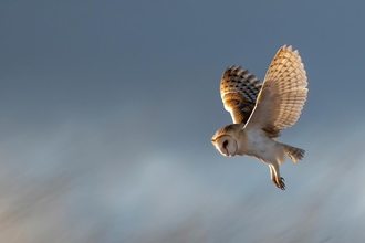 Barn owl hunting 