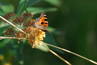 Small tortoiseshell 