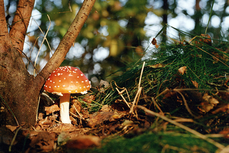 Fly agaric fungus 