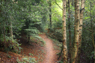 Image shows a winding woodland trail in autumn