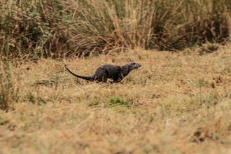 An otter running across brown autumn grass at Brockholes nature reserve