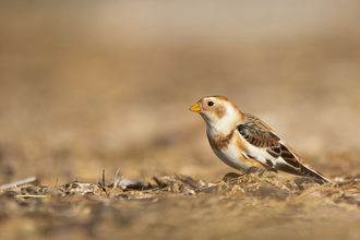 Snow bunting 