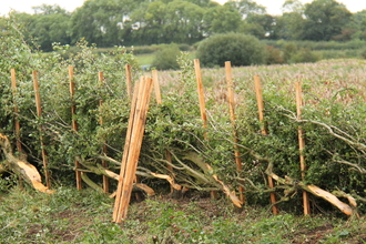 A hedge of twisted tree branches in a field, supported by pale wooden posts