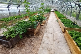 Inside one of the growing tunnels at The Witton Greenhouse Project