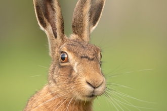 Brown Hare