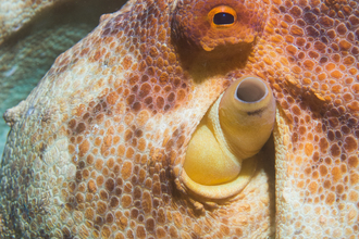 Close up of octopus