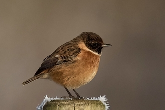 Stonechat at Brockholes