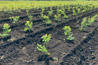 Small green blueberries bushes against dark brown soil