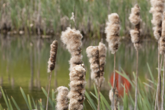 Bulrushes covered in fluffy white seeds at the edge of a pond