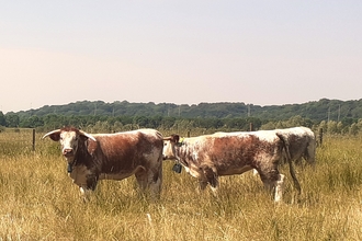 Cattle with GPS collars