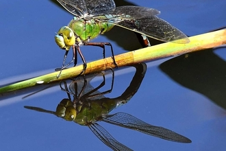 Female Emperor 