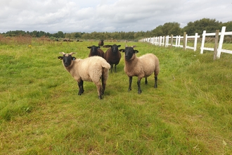 Black and white sheep in a grass field