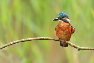 A kingfisher sits on a branch