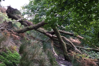 The drama of a fallen tree by Alan Wright