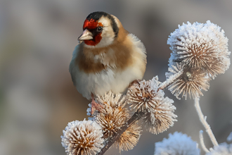 Goldfinch perched on the frost covered seedheads