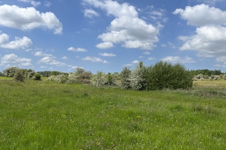 Hawthorn blossom at Cutacre Nature Reserve